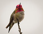 Anna's Hummingbird (31810852984).jpg