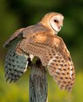 Barn Owl, Canada.jpg