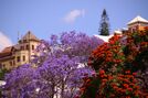 Beautiful jacaranda Antananarivo Madagascar.jpg