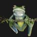 Boophis luteus02.jpg