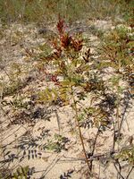 Glycyrrhiza glabra Y11.jpg