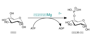 Hexokinase-glucose.svg