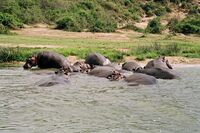 Hippopotami in the Kazinga Channel, Queen Elizabeth National Park.jpg