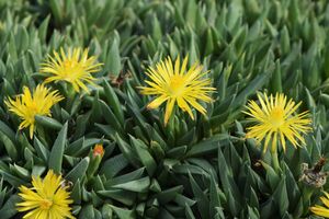 Khadia beswickii kz01.jpg