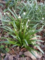 Leucojum-vernum-plant.jpg