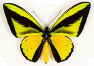 Ornithoptera goliath (UR1).jpg