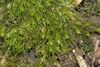 Pleuridium subulatum (a, 144646-474755) 6529.jpg