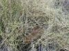Pseudomys desertor TPartridge.JPG