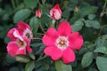 Rosa 'Pink Meidiland'.jpg