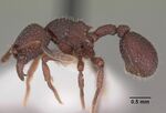 Secostruma lethifera casent0102362 profile 1.jpg