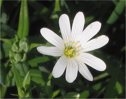 Stellaria holostea Grote muur.jpg