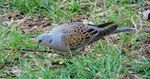Streptopelia turtur01.JPG