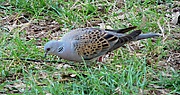 Streptopelia turtur01.JPG