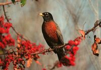 American Robin KSC01pp1005.jpg
