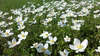 Anemone sylvestris sl1.jpg