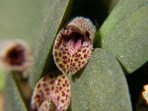Apoda-prorepentia hystrix.jpg