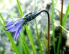 Arctic Harebell - Campanula uniflora (4828792331).jpg