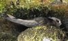 Black Swift, adult.jpg