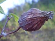 Calycanthus floridus 0.5 R.jpg