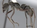 Diacamma rugosum casent0217516.jpg