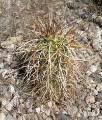 Echinocereus engelmannii 11.jpg