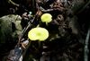 Entoloma incanum 15041.jpg