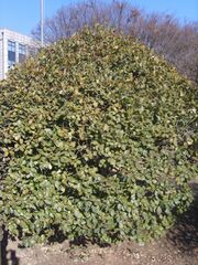 Euonymus japonicus 01.JPG