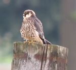 FalcoSubbuteo.jpg