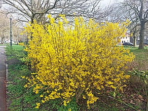 Цветущий кустарник форзиции