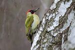 Green woodpecker Franconville 2022 01 21 2.jpg