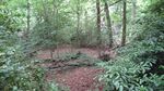 Harrow Weald SSSI.JPG