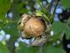Juglans regia Walnoot 'Buccaneer'.jpg