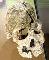 Kenyanthropus platyops.jpg