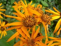 Ligularia dentata 1.jpg