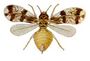 Neomaskellia bergii from CSIRO.jpg