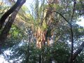 Palma real o Palma de gunzo - Attalea rostrata 02.jpg