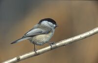 Parus atricapillus 1 (Marek Szczepanek).jpg
