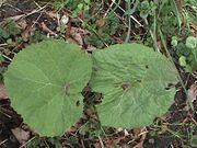 Petasites hybridus (Leafs).jpg