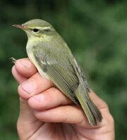 Phylloscopus nitidus (Phylloscopidae) (Green Warbler), Chorokhi Delta, Georgia.jpg