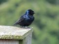 Purple martins (Progne subis) Ford Bay Marina 09.jpg