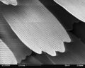 SEM image of a Peacock wing, slant view 3.JPG