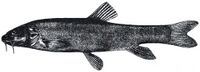 Schizothorax pelzami.jpg