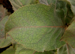 Verbascum thapsiforme 364.jpg