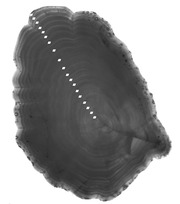 Отолит Limanda Aspera.TIF