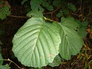 Alnus glutinosa 04475.JPG