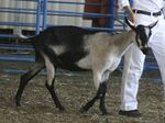 Alpine Goat.jpg