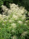 Aruncus dioicus RJB.JPG