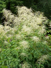 Aruncus dioicus RJB.JPG