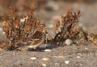 Carduelis flavirostris vogelartinfo chris romeiks X7L0781.jpg