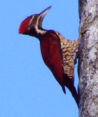 Chrysocolaptes lucidus stricklandi.jpg